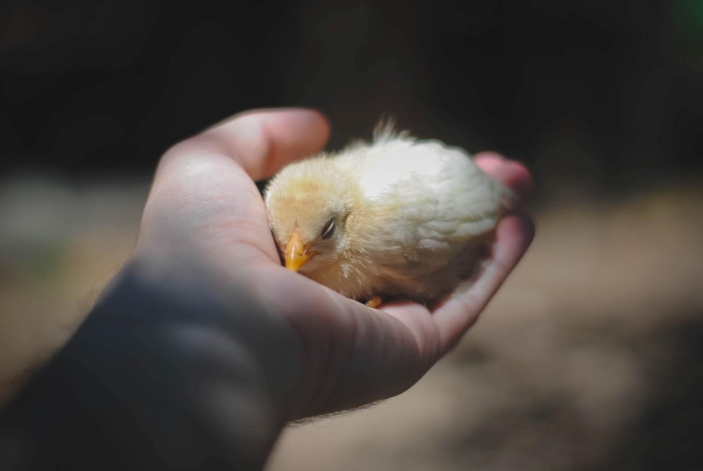 A young chick held gently in a cupped hand