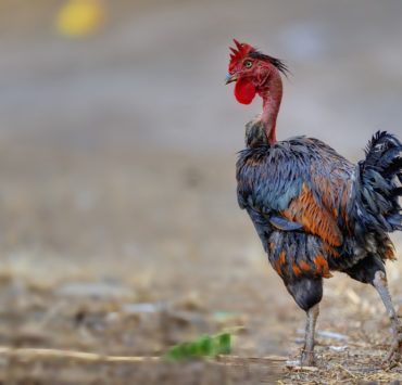 Feather Picking Versus Molting