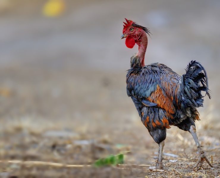 Feather Picking Versus Molting