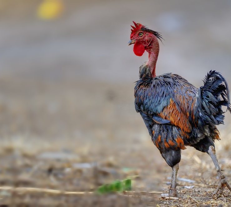 Feather Picking Versus Molting