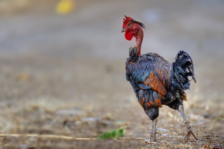 Feather Picking Versus Molting