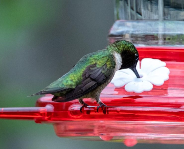 How to Attract Hummingbirds and What to Feed Them