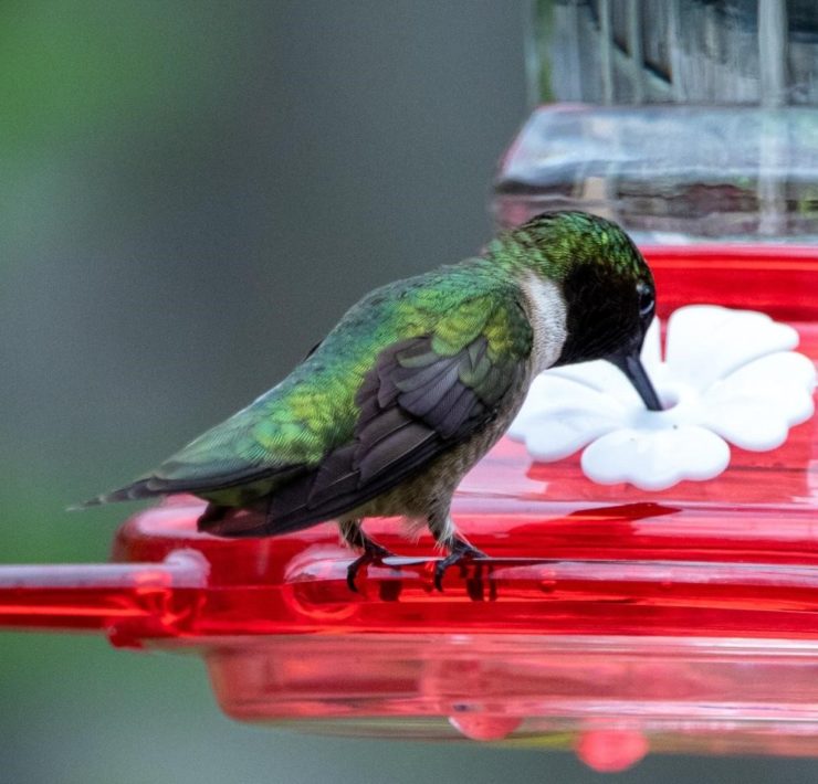 How to Attract Hummingbirds and What to Feed Them