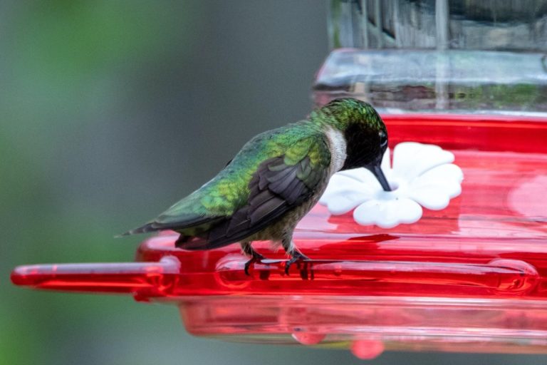 How to Attract Hummingbirds and What to Feed Them