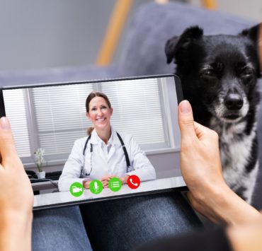 How-to-Get-a-Vet-Prescription-Online