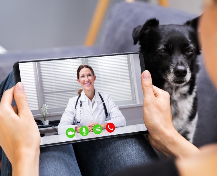 How-to-Get-a-Vet-Prescription-Online