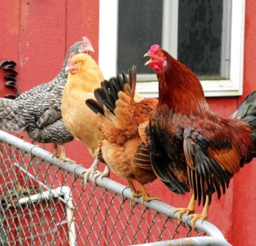 Ivermectin for Birds