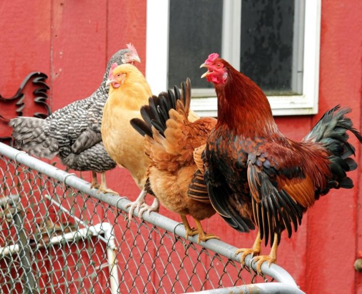 Ivermectin for Birds