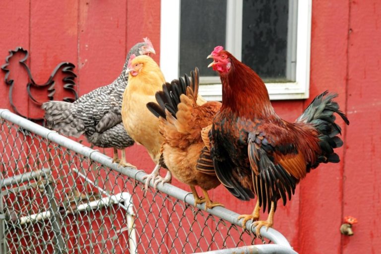 Ivermectin for Birds