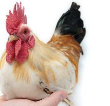 Bantam Chickens