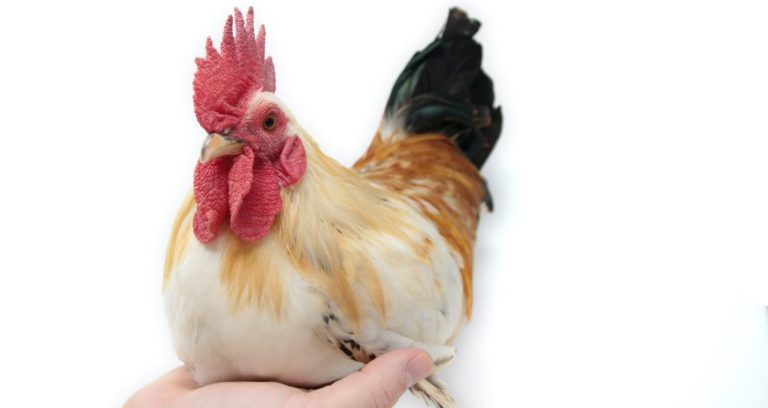 Bantam Chickens