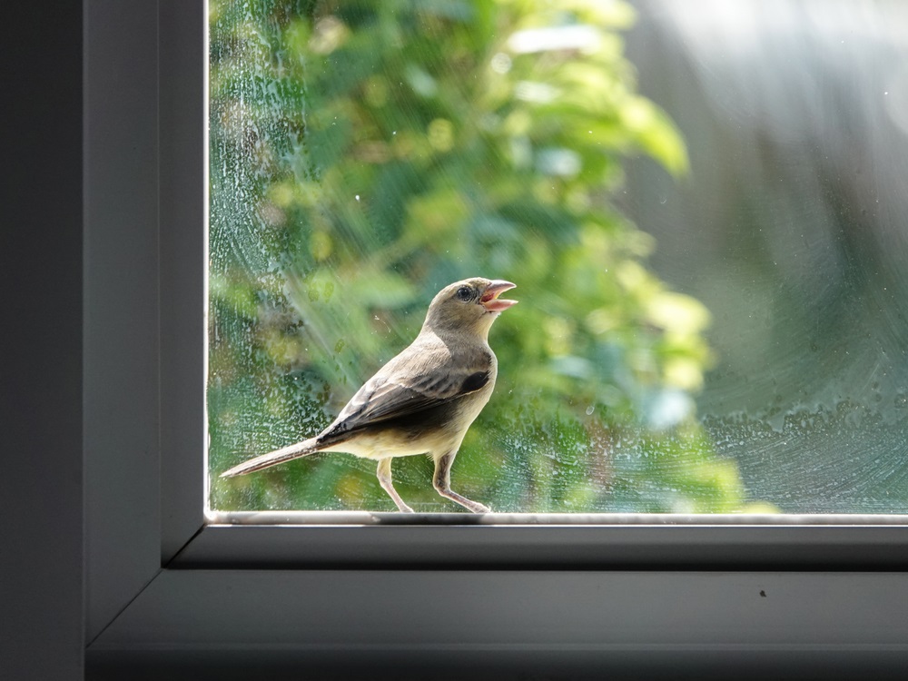 Bird sitting on the aluminum window frame in the morning