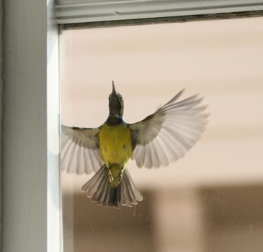 a shot of a bird outside window glass