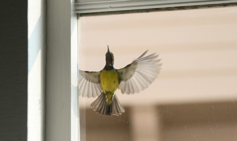 a shot of a bird outside window glass