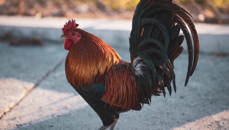 brown black rooster