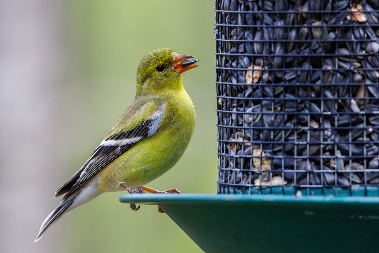 american goldfinch bird eating black seeds during day time