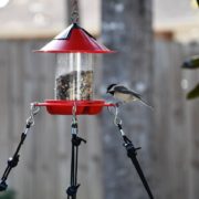 attract birds to your bird feeder featured image