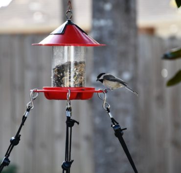 attract birds to your bird feeder featured image