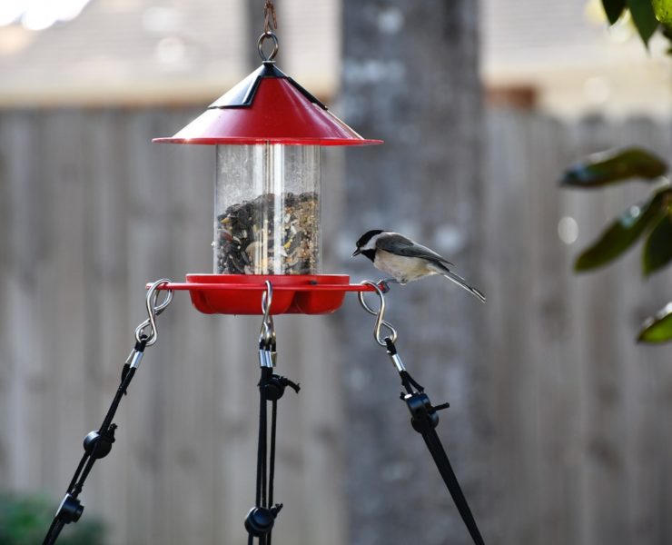 attract birds to your bird feeder featured image