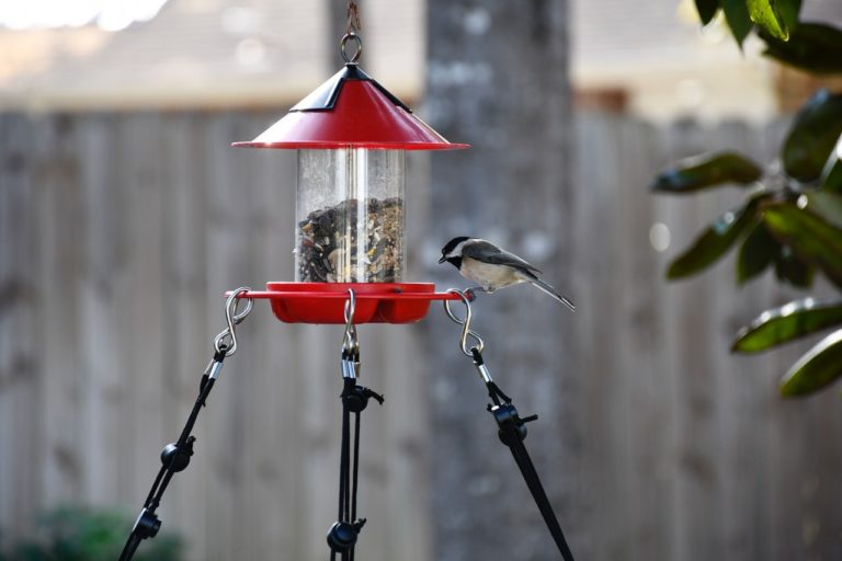 attract birds to your bird feeder featured image