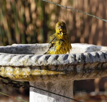 best bird baths for your yard featured image