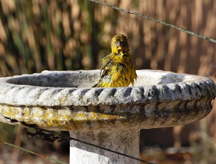 best bird baths for your yard featured image