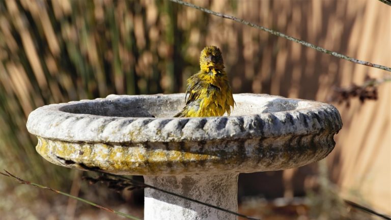 best bird baths for your yard featured image