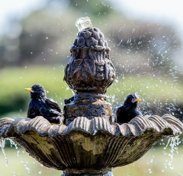 how to make bird bath featured image