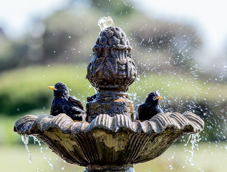 how to make bird bath featured image