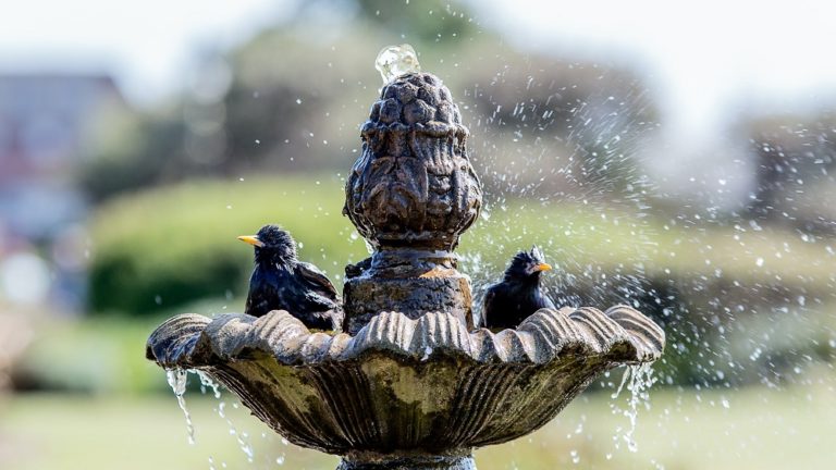 how to make bird bath featured image