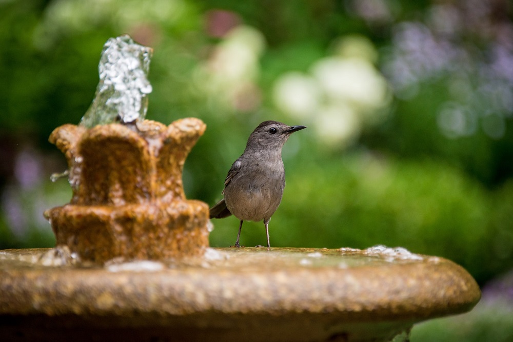 bird perched on a bird bath fountain during day time