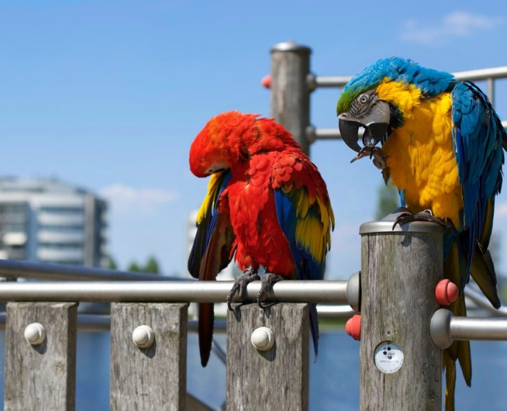 how do birds mate and reproduce featured image