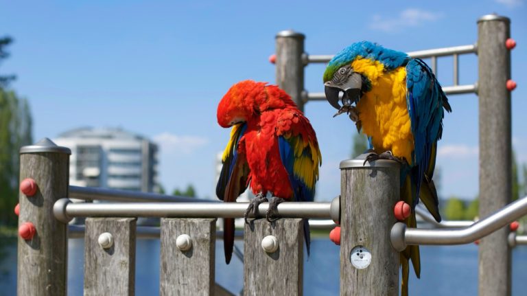 how do birds mate and reproduce featured image