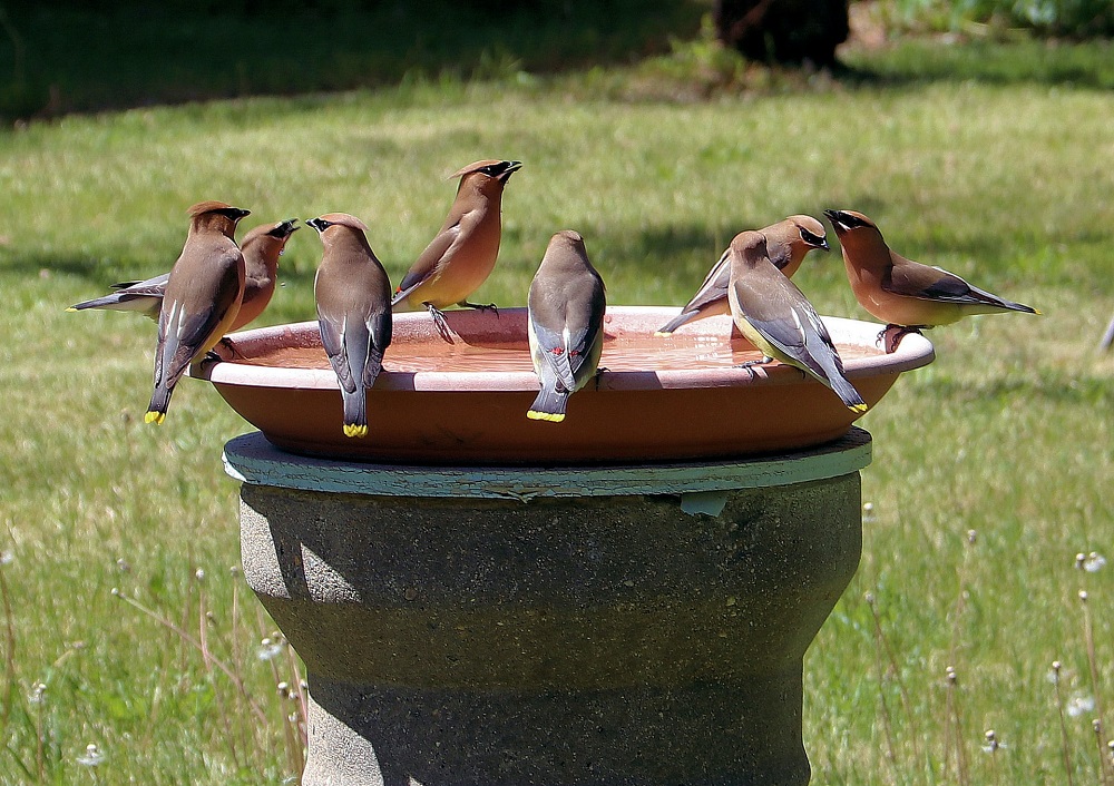 birds perched on a bird bath during sunny day