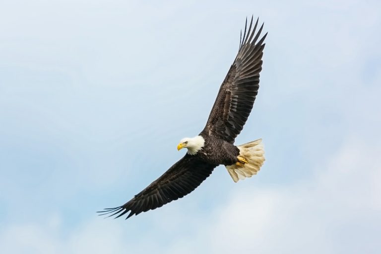 how do birds fly featured image