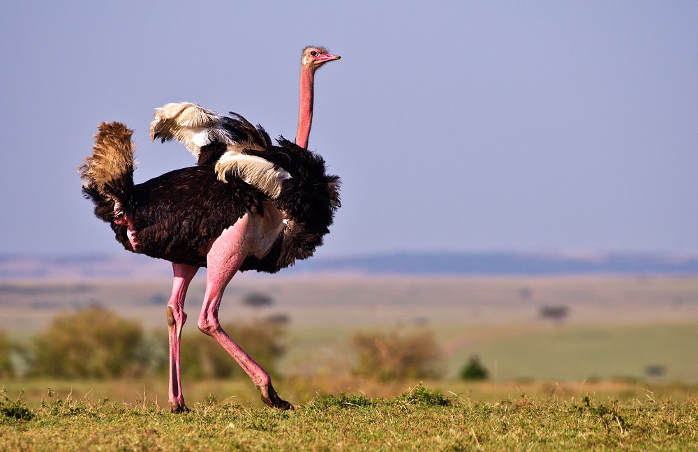 male ostrich running outdoor during day time