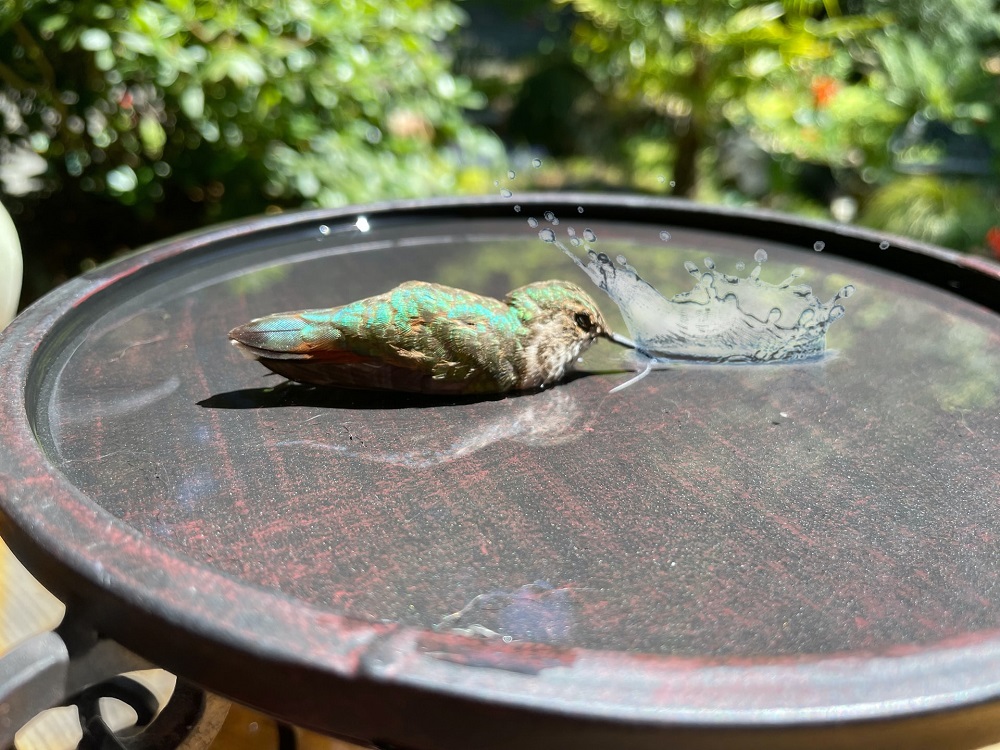 green bird bathing in a metal bird bath during day time