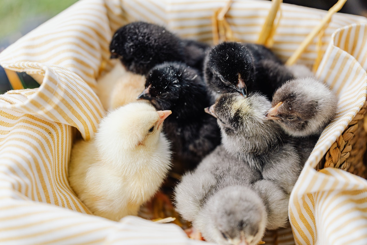white, black and gray chicks inside wooden basket