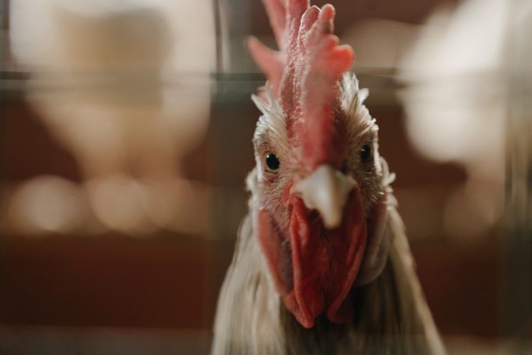 Close-up head-on portrait of a rooster with a tall red single comb, red-orange wattles, and pale head feathers, gazing straight into the camera against the soft-focus interior of a coop.