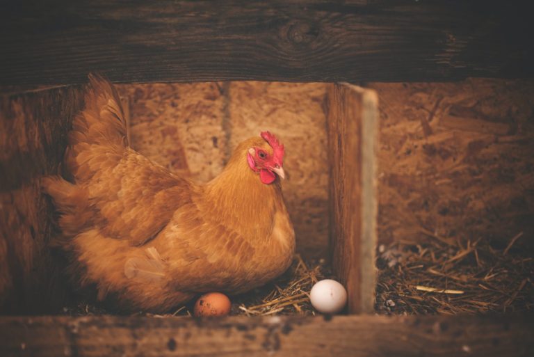 What to Do About a Broody Hen