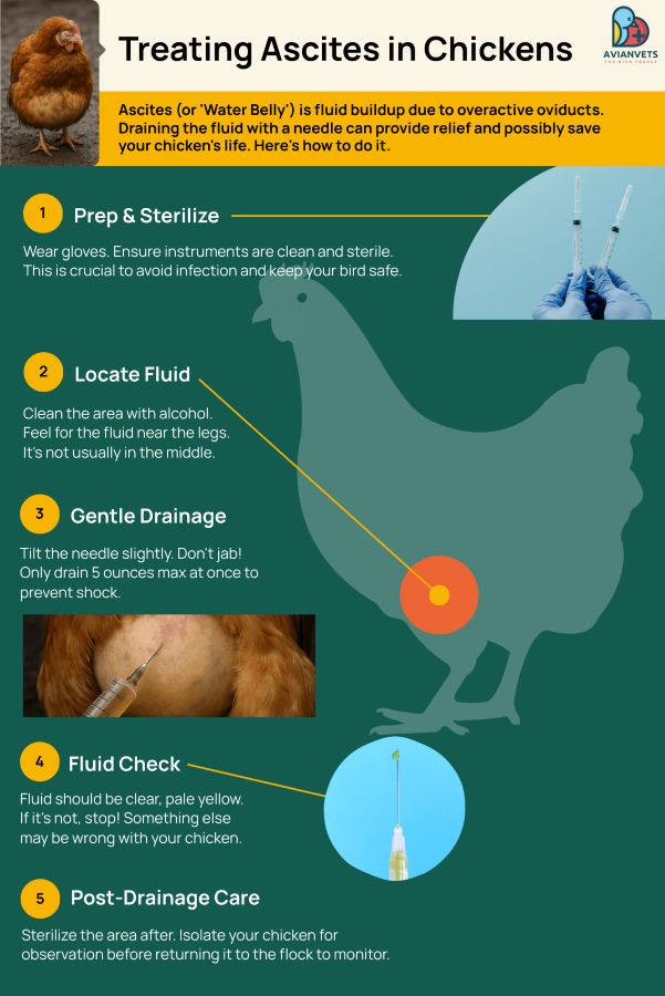 treating ascites in chickens