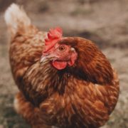 treating ascites or water belly featured image