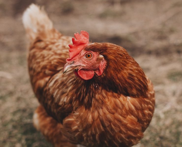 treating ascites or water belly featured image