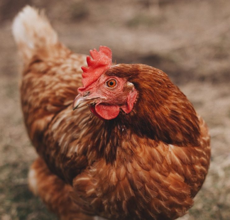 treating ascites or water belly featured image