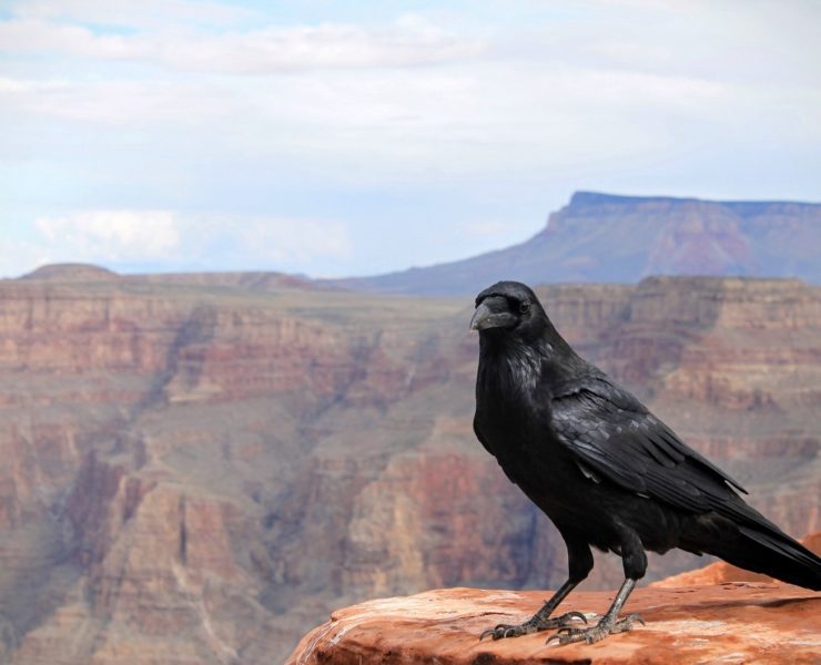 attract crows to your yard featured image