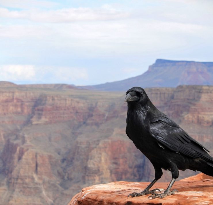 attract crows to your yard featured image