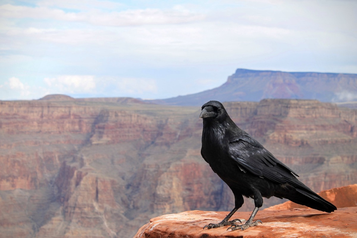 attract crows to your yard featured image