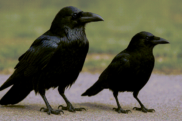 raven vs crow