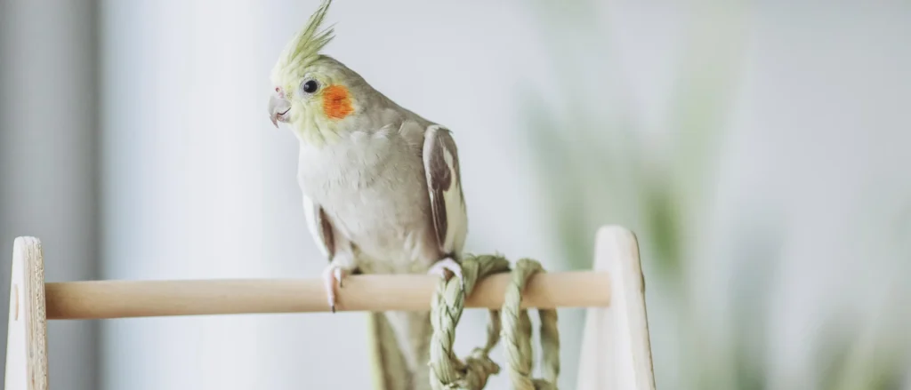 A conure on a keeper's finger, mid head-tilt