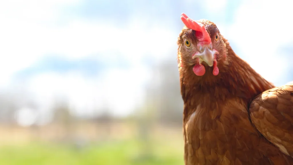 A close portrait of an alert, healthy bird